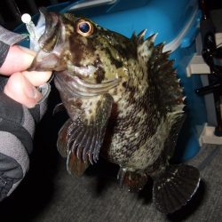 今シーズン初メバリング