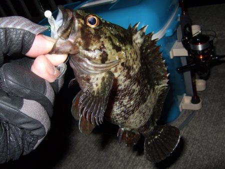 今シーズン初メバリング