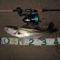 バイブで攻略(淀川シーバス釣行)。