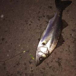 ちょい投げでハゼ釣り