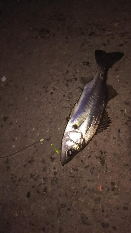 ちょい投げでハゼ釣り