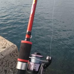 カレイが釣りたい