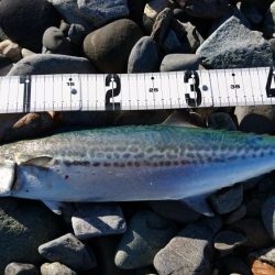 ショアジギング