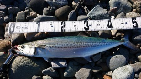 ショアジギング