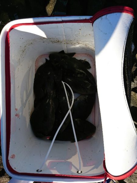 潮岬でグレ釣り