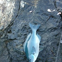 潮岬でグレ釣り