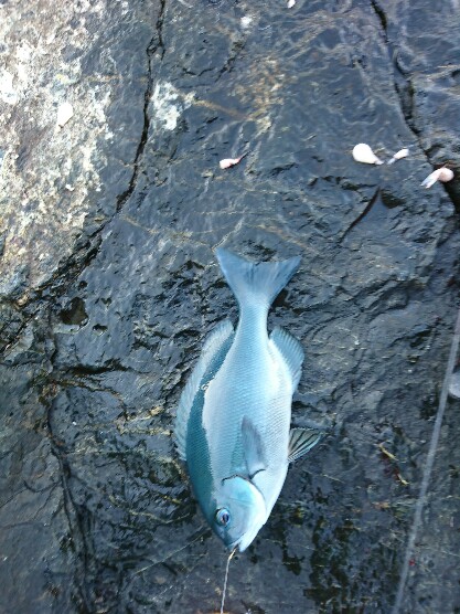 潮岬でグレ釣り