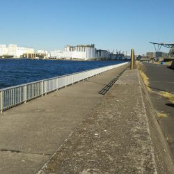 千葉港でのサビキ釣り