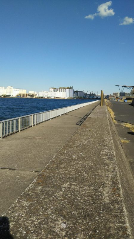 千葉港でのサビキ釣り