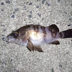 久しぶりの釣り❗