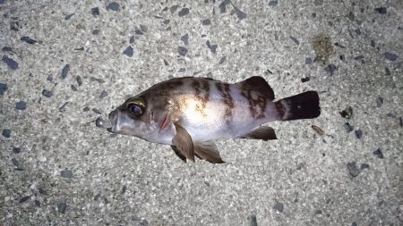 久しぶりの釣り❗