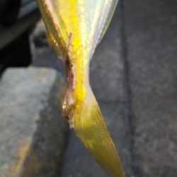 激渋アジング調査