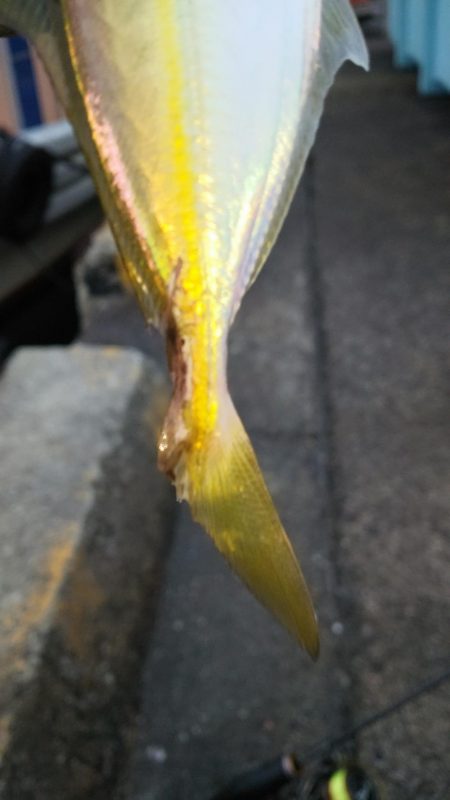 激渋アジング調査