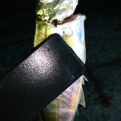 まだまだなんとかアジング