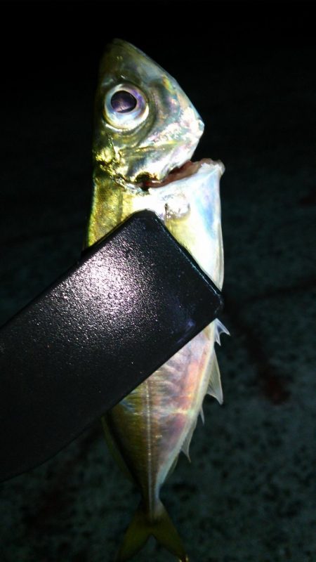 まだまだなんとかアジング