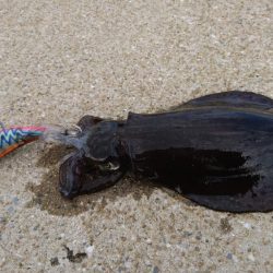 ボチボチエギング