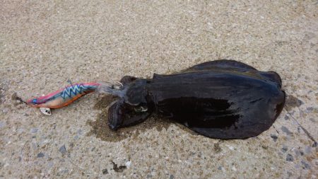 ボチボチエギング