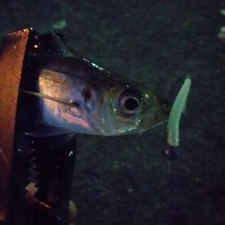 スーパームーンアジング