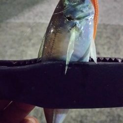 極寒強風アジング