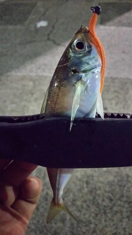 極寒強風アジング