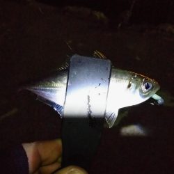 まだまだなんとかアジング