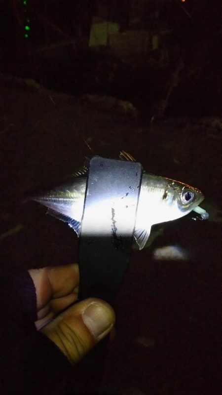 まだまだなんとかアジング