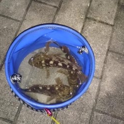 根魚が食べたくて