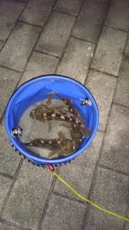 根魚が食べたくて