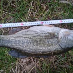 クリスマスイブですが