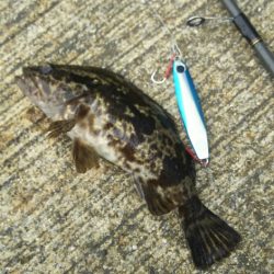 シーバス調査~苅田港