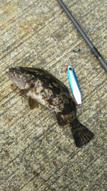 シーバス調査~苅田港