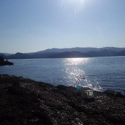 なぎ丸渡船でアオリ狙いがハマチGET