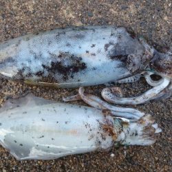 貴重なアオリイカ