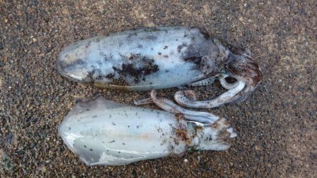 貴重なアオリイカ