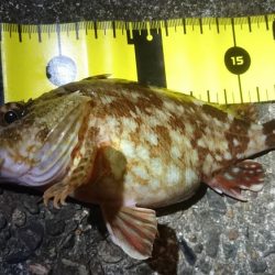 まさかのチヌ！