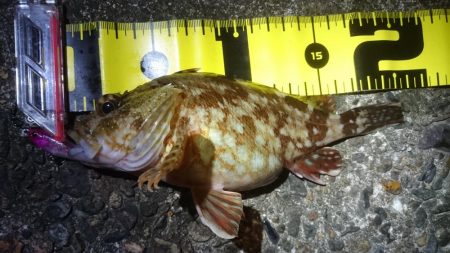 まさかのチヌ！