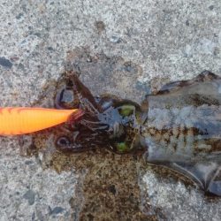 ヤリイカ狙いが…