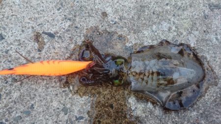 ヤリイカ狙いが…