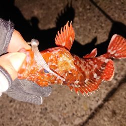 昨日に味を占め連ちゃん