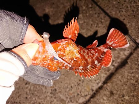 昨日に味を占め連ちゃん