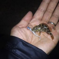 アジおるねんねど…