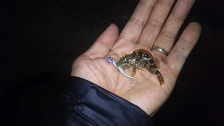 アジおるねんねど…