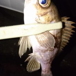 南蛮漬け(予定)