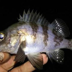 風裏メバリング！