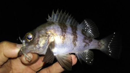 風裏メバリング！