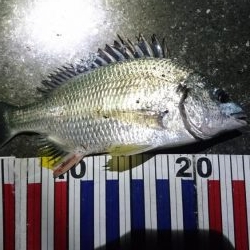 キビレ短時間釣行