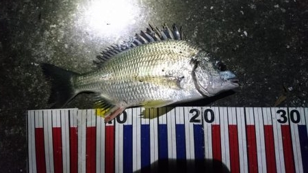 キビレ短時間釣行