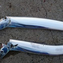 湾奥タチウオまだいてる