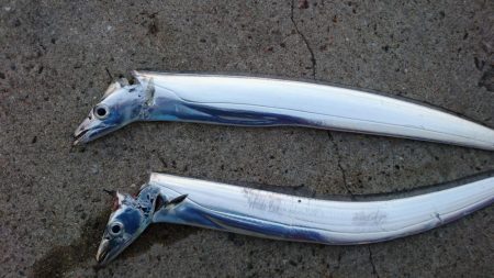 湾奥タチウオまだいてる