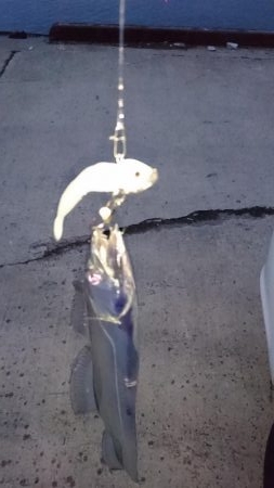 渋いながらも湾奥ならまだ釣れる